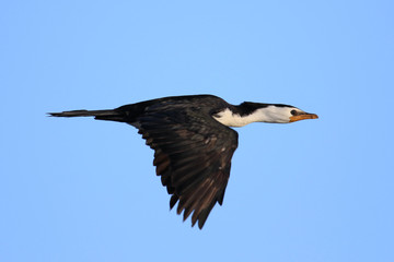 Little Shag Cormorant in Australasia