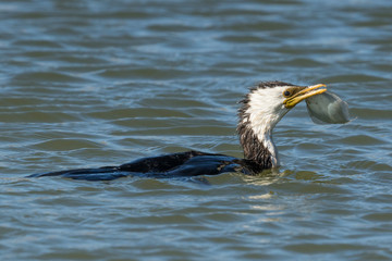 Little Shag Cormorant in Australasia