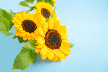 Bright little sun flowers isolated over a blue light color background. Mock up template pattern. Ukranian flag colors.