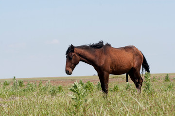 cheval de Doñana espagne marais reserve biologique de Doñana