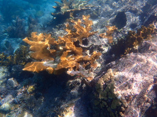 Fototapeta na wymiar An underwater photo of a beautifully patterned Elkhorn coral.