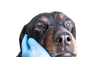Red puffy inflamed dog's eyes with an infection