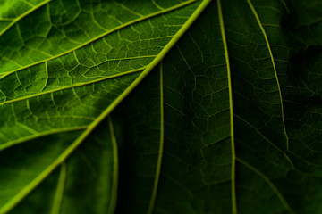 Green leaf background close-up. Green leaf texture for background.
