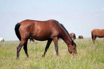 Naklejka na ściany i meble cheval de Doñana espagne marais reserve biologique de Doñana