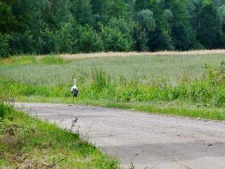 Storch wandert über Weg