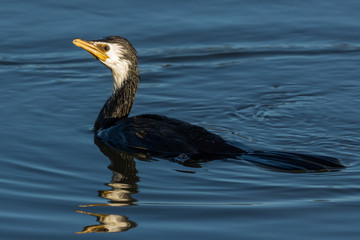 Little Shag Cormorant in Australasia