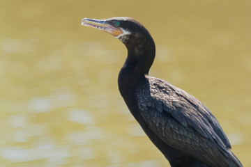 Neotropic Cormorant in Texas USA