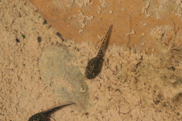 Larve Tétard de pelodytes ibericus espagne