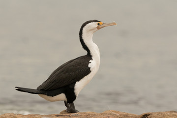 Obraz premium Pied Shag Cormorant in Australasia