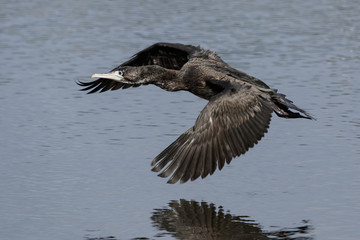 Pied Shag Cormorant in Australasia