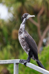 Pied Shag Cormorant in Australasia