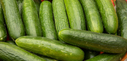 cucumbers fresh