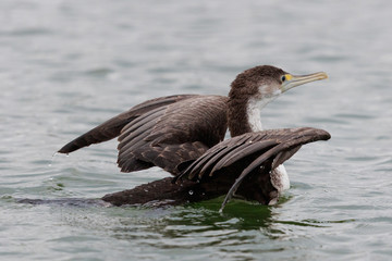 Pied Shag Cormorant in Australasia