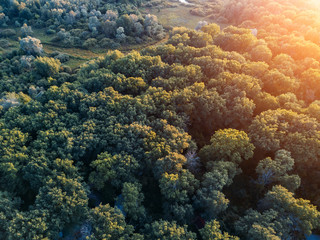 Aerial view of forest. Woodlant from bird flight height