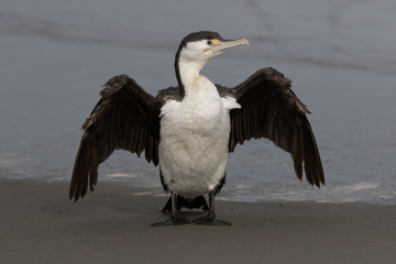 Pied Shag Cormorant in Australasia