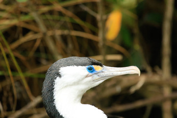 Pied Shag Cormorant in Australasia