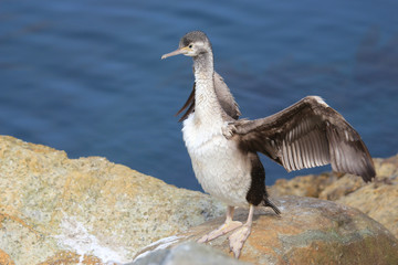 Spotted Shag Endemic to New Zealand