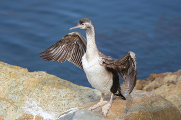 Spotted Shag Endemic to New Zealand