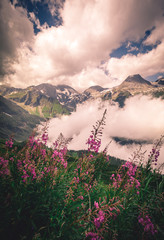 mountain landscape with high peaks and flowers during summer