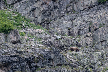 Grizzly Climbing To Higher Ground