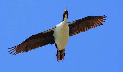 Obraz premium Stewart Island Shag Endemic to New Zealand