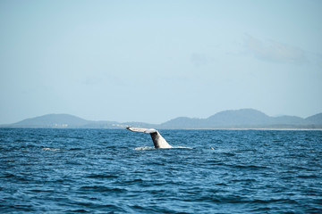 Large humpback whale splashing and slapping tail during whale season Australia