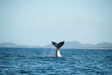 Fototapeta na wymiar Large humpback whale splashing and slapping tail during whale season Australia