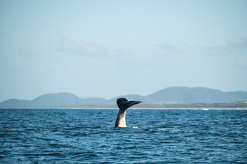 Large humpback whale splashing and slapping tail during whale season Australia