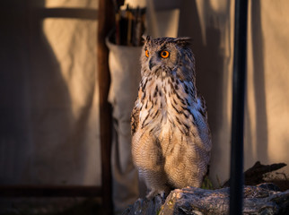 Bubo bubo (Bufo-real) domestic hunting bird, resting at the hunter tent.