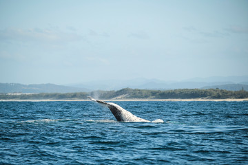 Fototapeta premium Large humpback whale splashing and slapping tail during whale season Australia