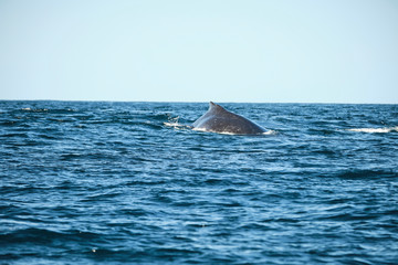 Fototapeta premium Large humpback whale splashing and slapping tail during whale season Australia