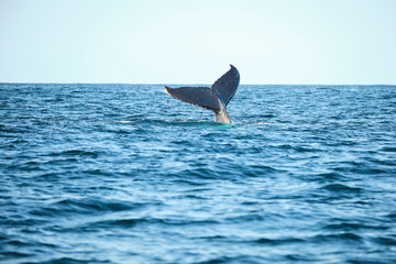 Fototapeta premium Large humpback whale splashing and slapping tail during whale season Australia