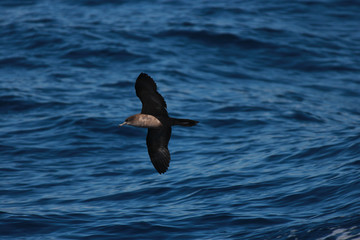 Wedge Tailed Shearwater in Australasia