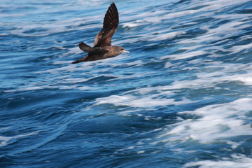 Wedge Tailed Shearwater in Australasia