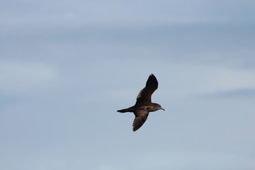 Wedge Tailed Shearwater in Australasia