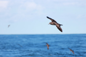 Wedge Tailed Shearwater in Australasia