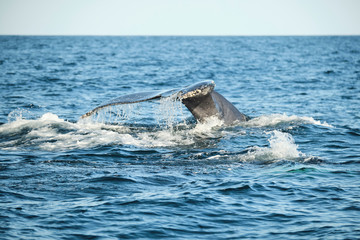Obraz premium Large humpback whale splashing and slapping tail during whale season Australia