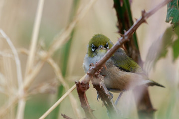 Silvereye in Australasia