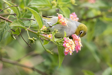 Silvereye in Australasia