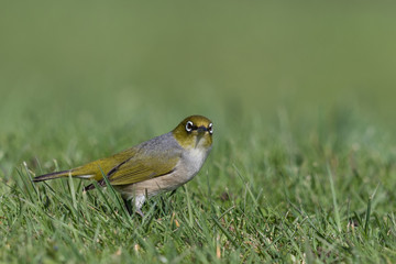 Silvereye in Australasia