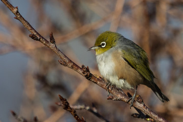 Silvereye in Australasia