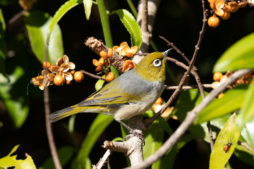 Silvereye in Australasia