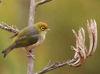 Silvereye in Australasia