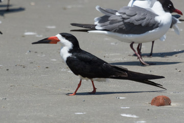 Black Skimmer in Texas USA