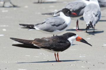Black Skimmer in Texas USA