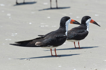 Black Skimmer in Texas USA