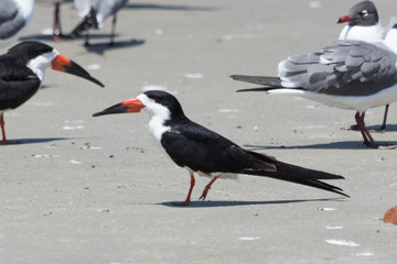 Black Skimmer in Texas USA