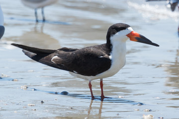 Black Skimmer in Texas USA