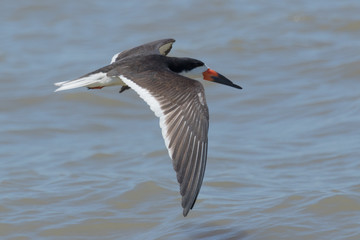 Black Skimmer in Texas USA
