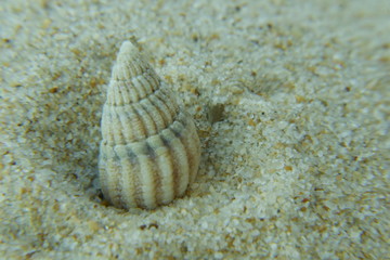 Beach macro textures